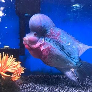 Meet your Posher, Jake